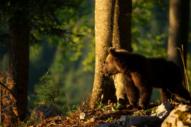 Ours Slovène et autres