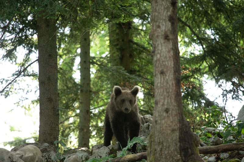 Ours Slovène et autres