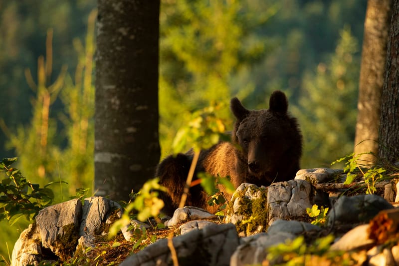 Ours Slovène et autres