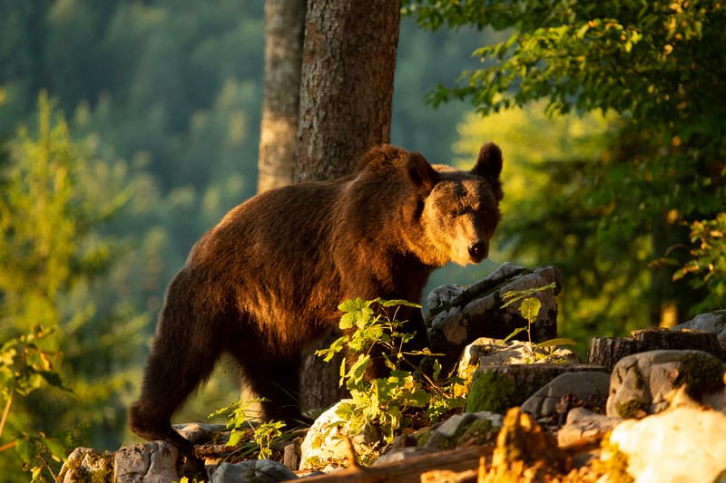 Ours Slovène et autres