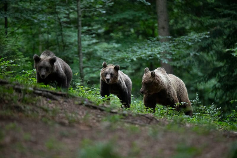 Ours Slovène et autres