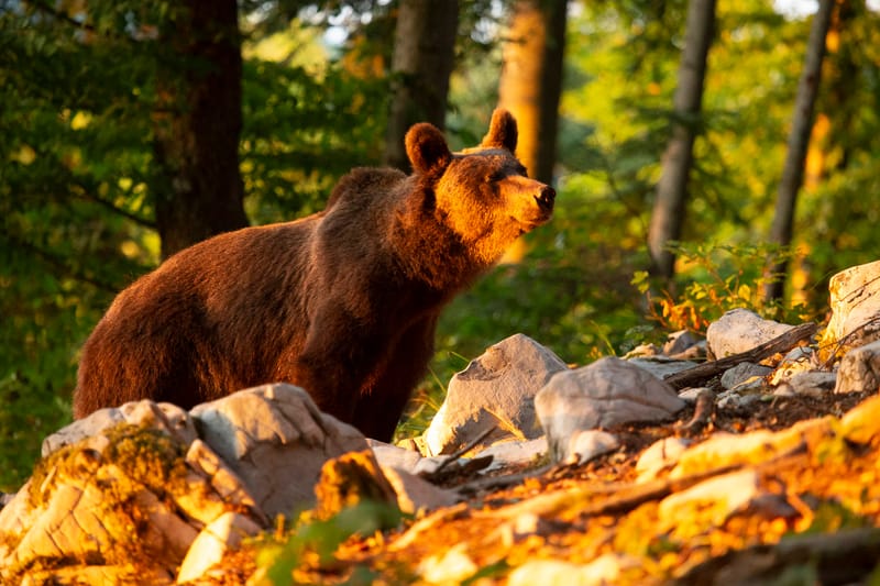 Ours Slovène et autres