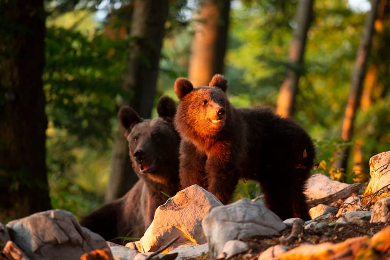 Ours Slovène et autres