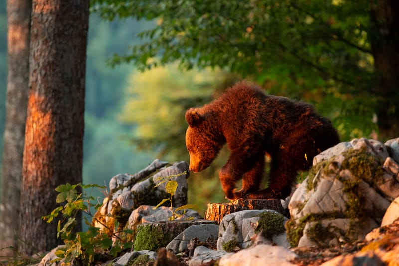 Ours Slovène et autres