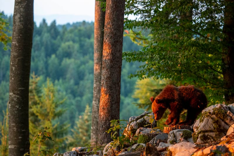 Ours Slovène et autres