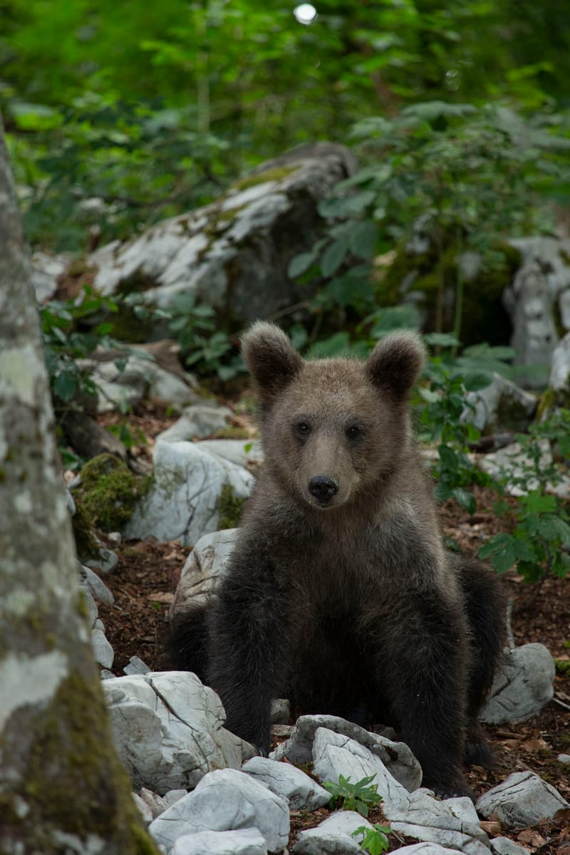 Ours Slovène et autres