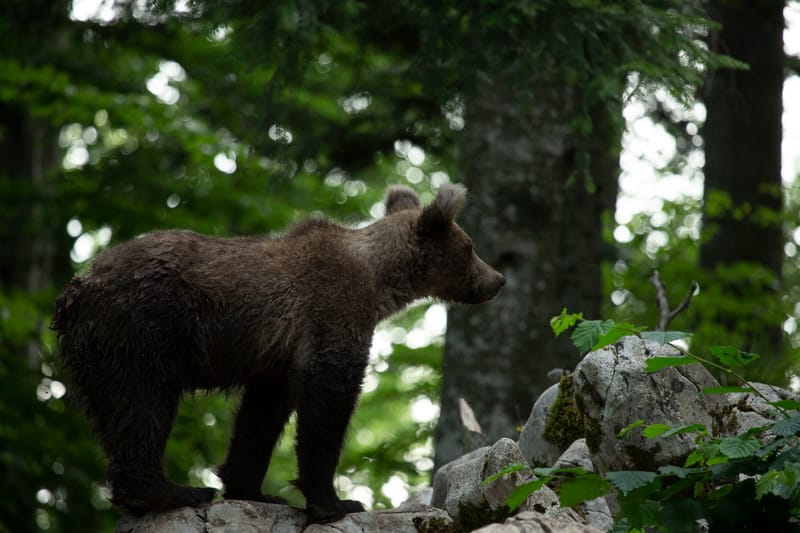 Ours Slovène et autres