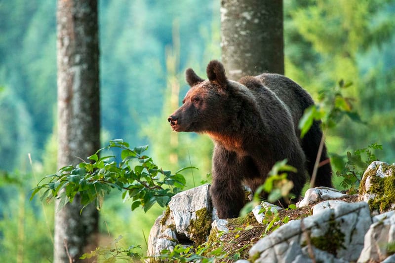 Ours Slovène et autres