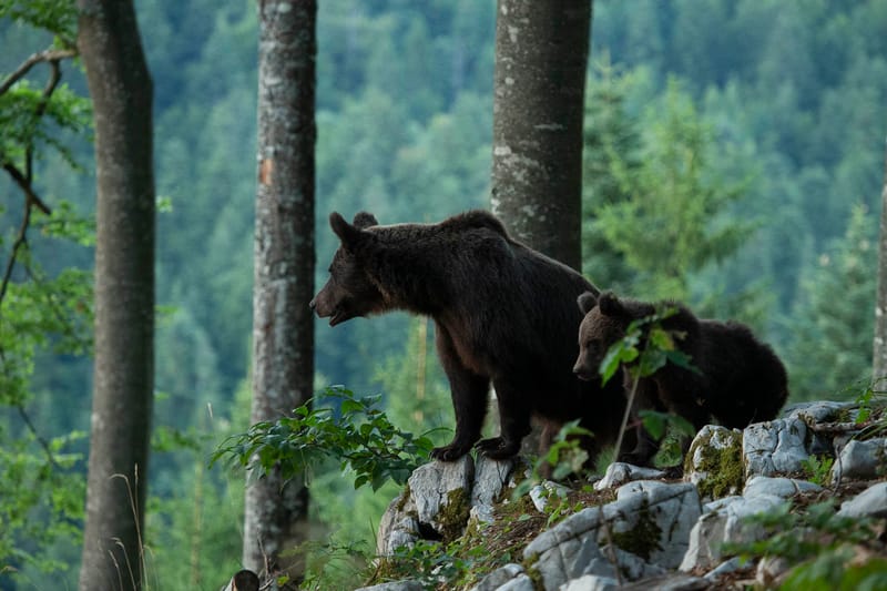 Ours Slovène et autres