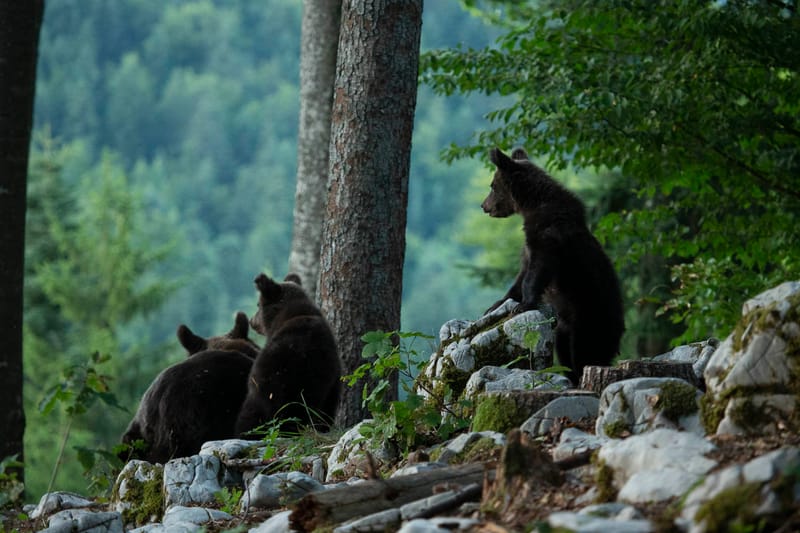 Ours Slovène et autres