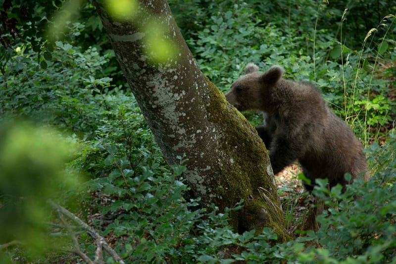 Ours Slovène et autres
