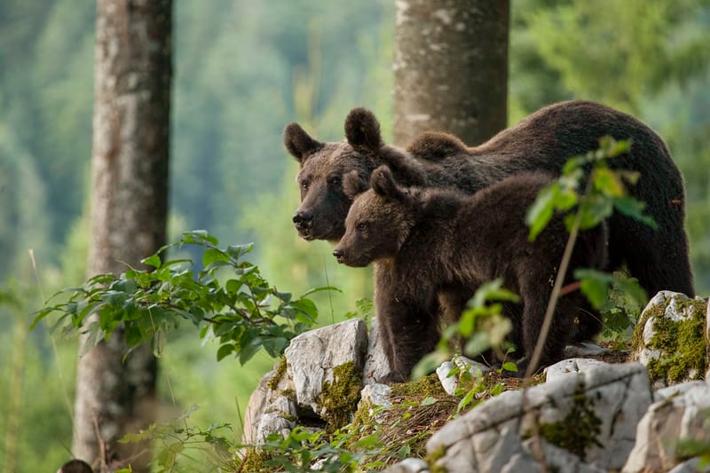 Ours Slovène et autres