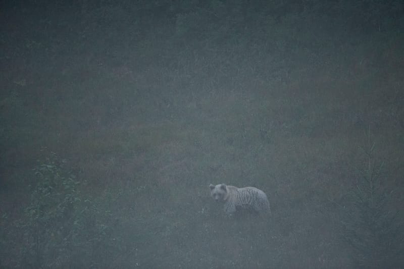 Ours Slovène et autres