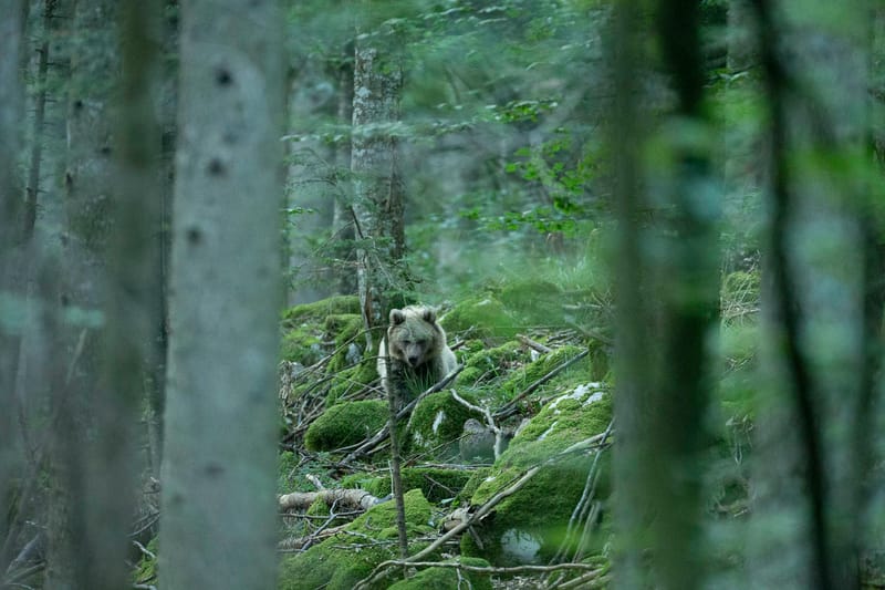Ours Slovène et autres
