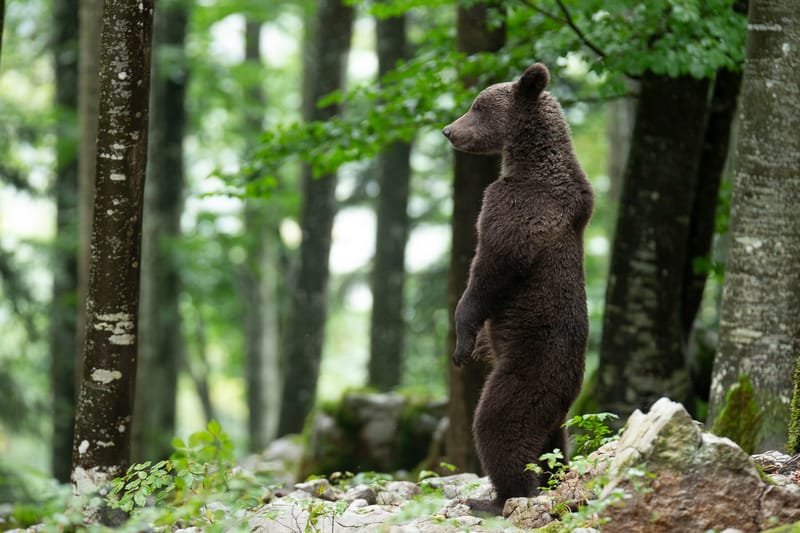 Ours Slovène et autres