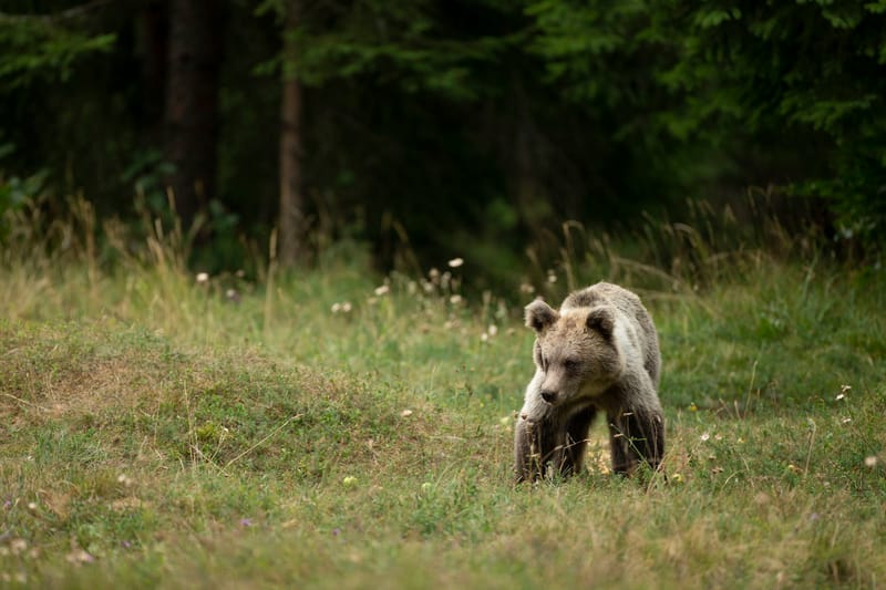 Ours Slovène et autres