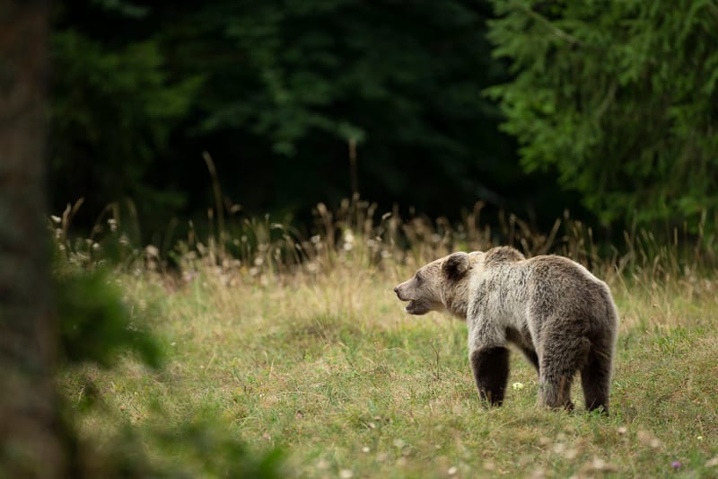 Ours Slovène et autres