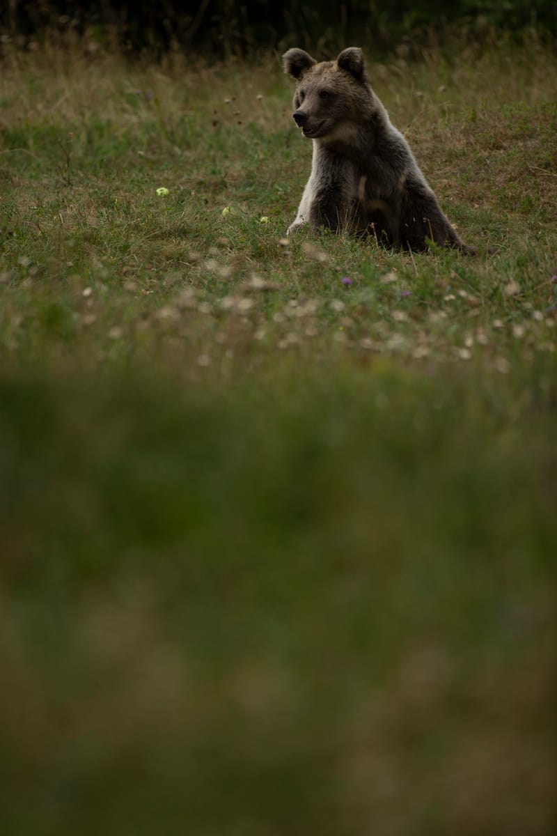 Ours Slovène et autres