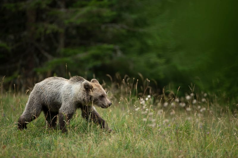 Ours Slovène et autres