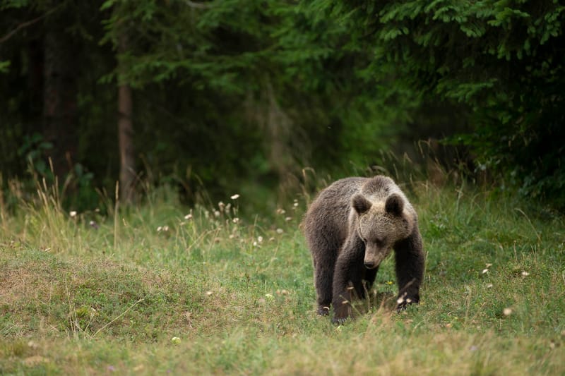 Ours Slovène et autres