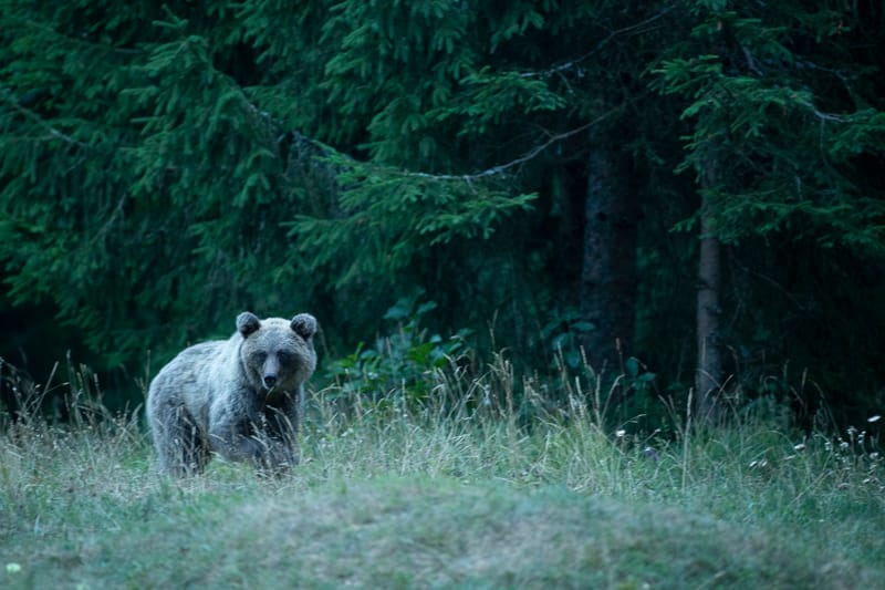 Ours Slovène et autres
