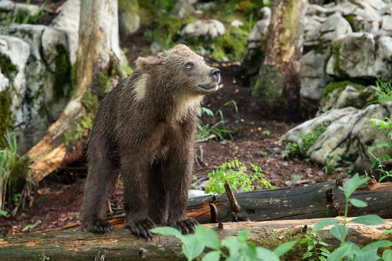 Ours Slovène et autres