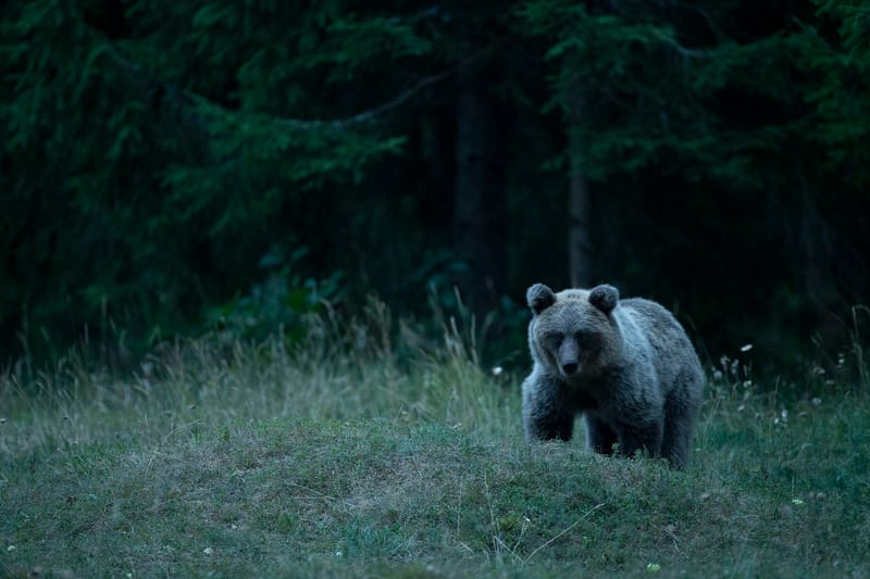 Ours Slovène et autres