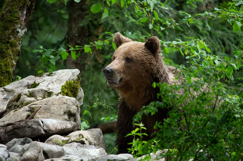 Ours Slovène et autres