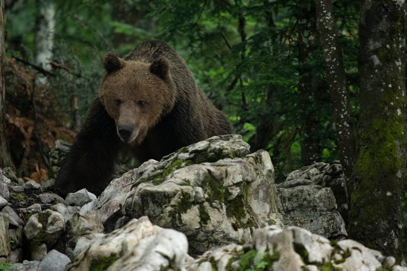 Ours Slovène et autres