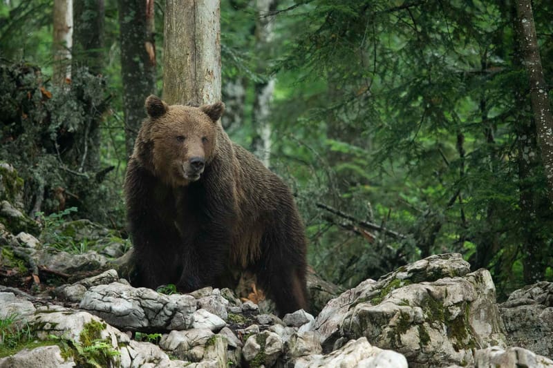 Ours Slovène et autres