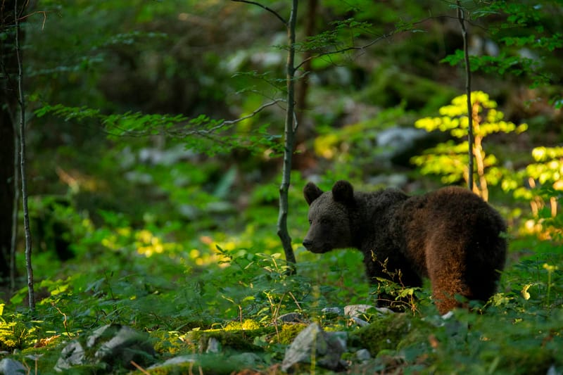 Ours Slovène et autres
