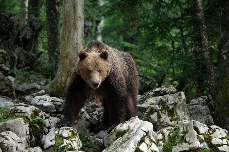 Ours Slovène et autres