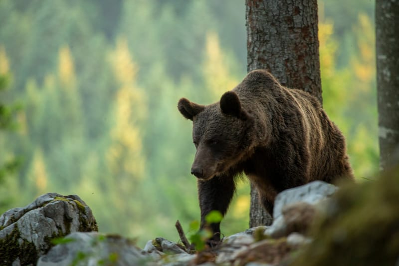 Ours Slovène et autres