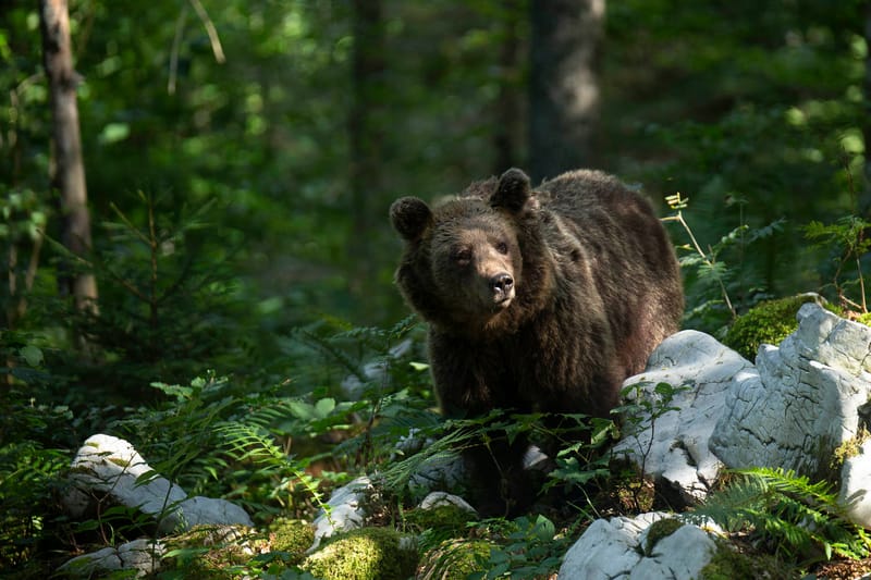 Ours Slovène et autres