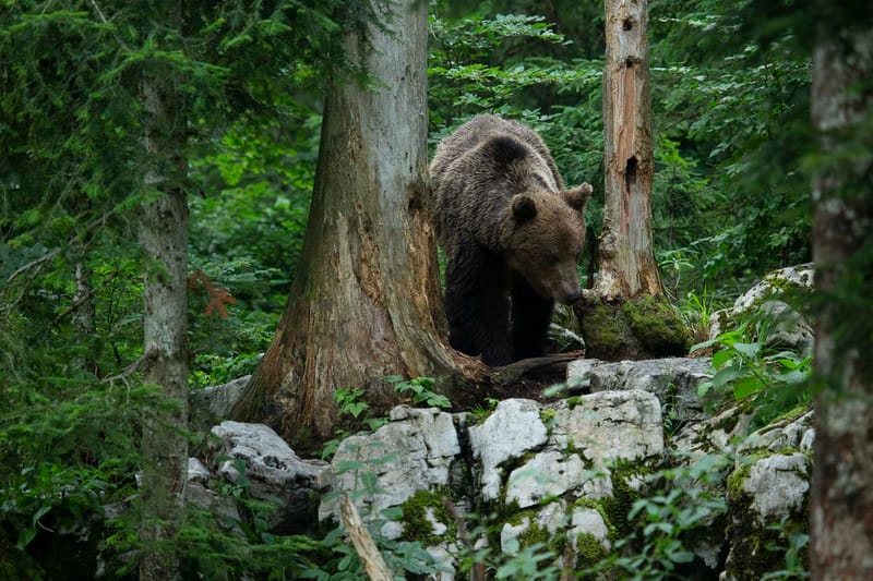Ours Slovène et autres