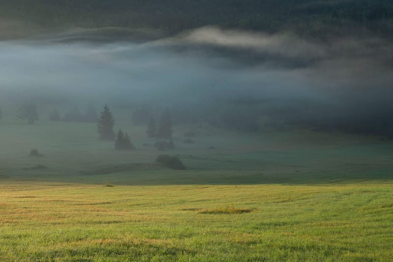 Ours Slovène et autres