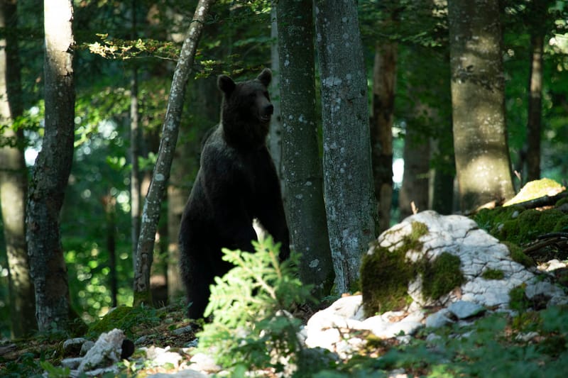 Ours Slovène et autres