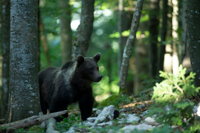 Ours Slovène et autres