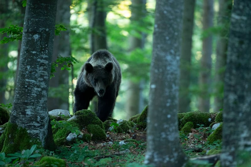 Ours Slovène et autres