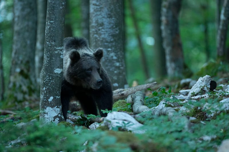 Ours Slovène et autres