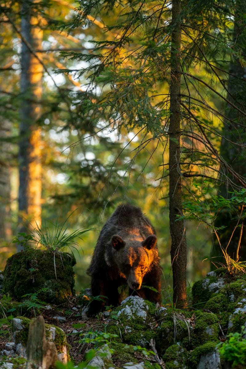 Ours Slovène et autres