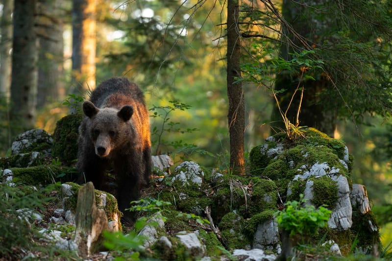Ours Slovène et autres