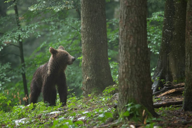 Ours Slovène et autres