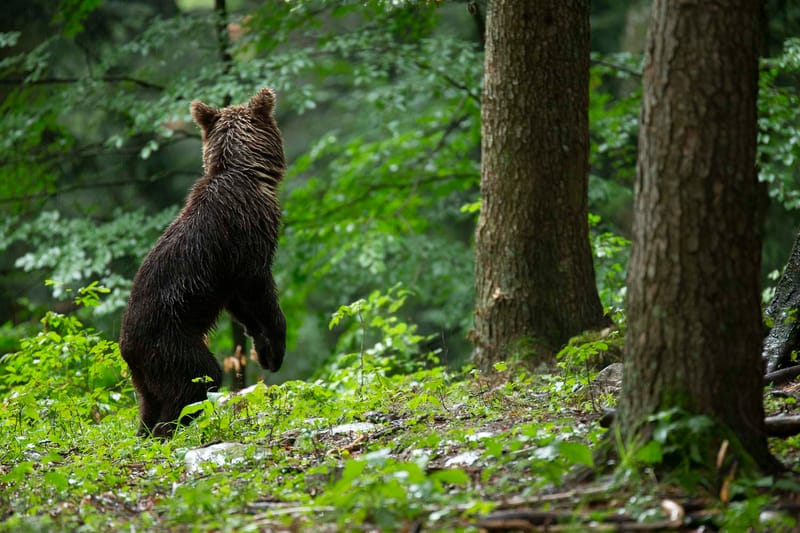 Ours Slovène et autres