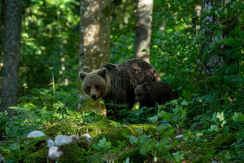 Ours Slovène et autres