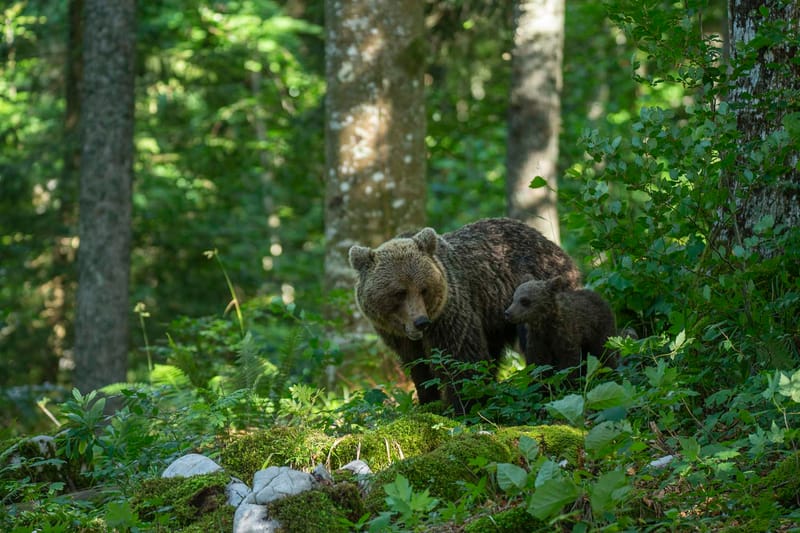 Ours Slovène et autres