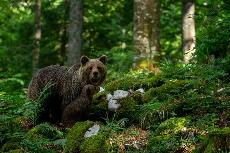 Ours Slovène et autres