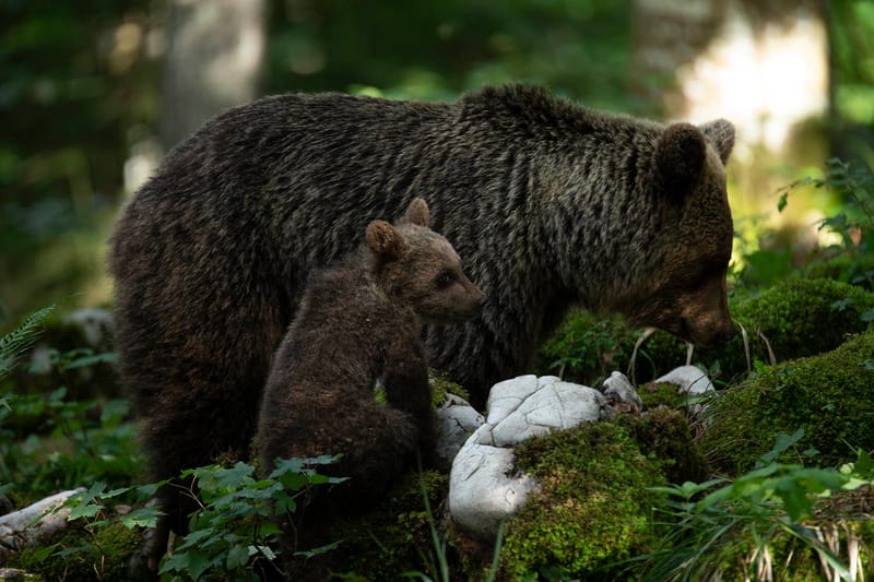 Ours Slovène et autres