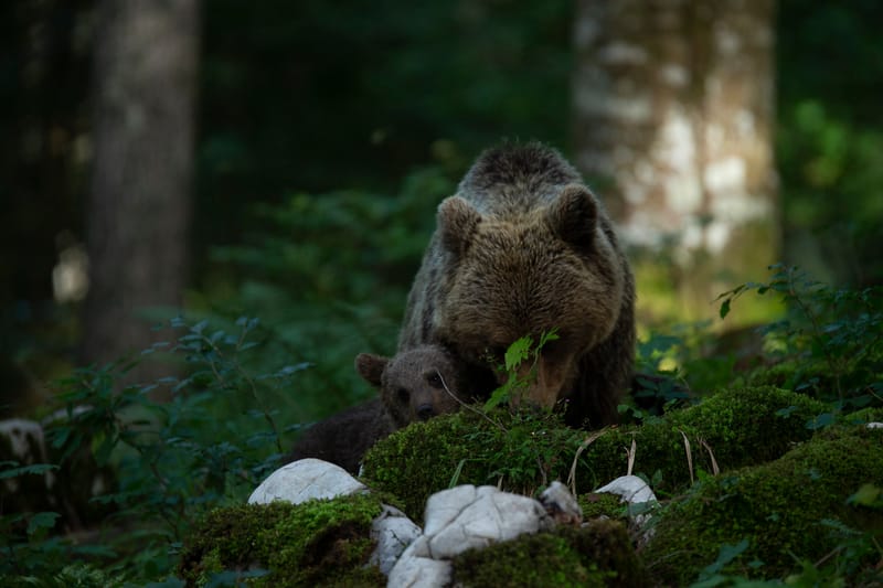 Ours Slovène et autres