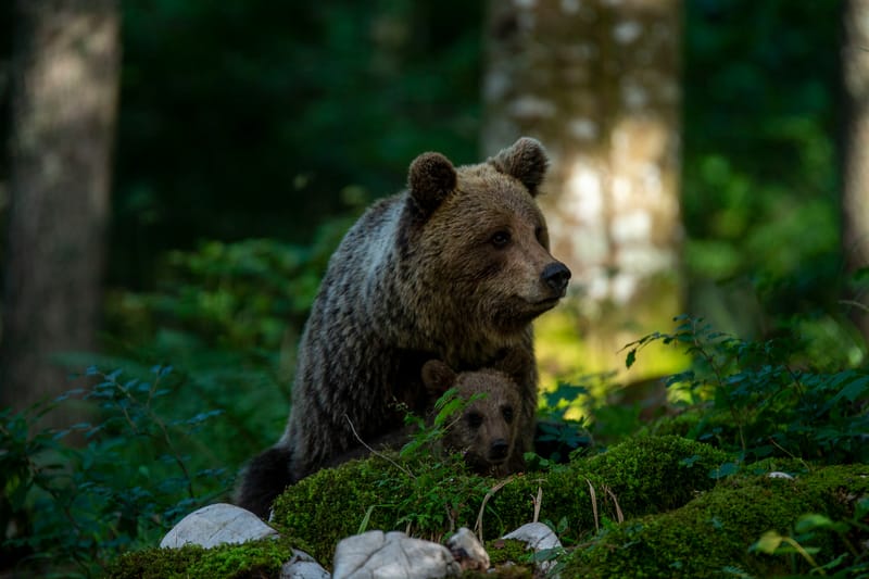 Ours Slovène et autres